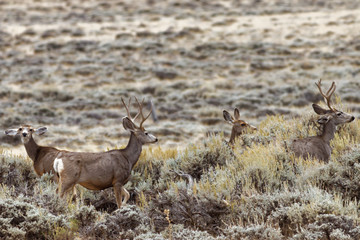 Red Desert Mule Deer