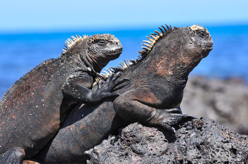 Marine Iguana on a rock