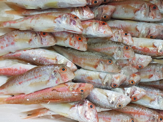 fishes red heads in a row lithrins barbuna in greek fish market