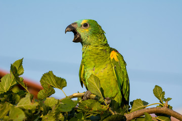 A beautiful parrot on a branch