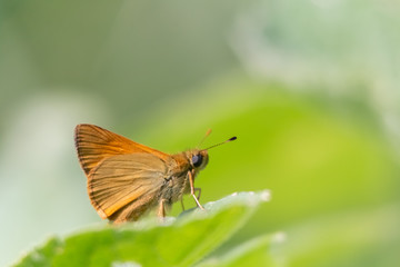 papillon