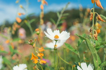 Beautiful flowers with sky as the background at Mon Jam,Chiang Mai,Thailand.
