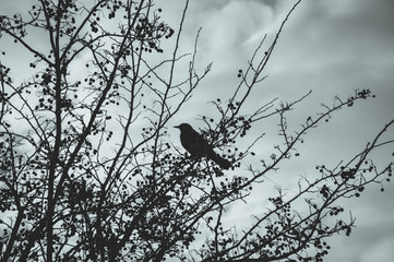 Bird on the shrub