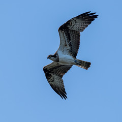 Osprey