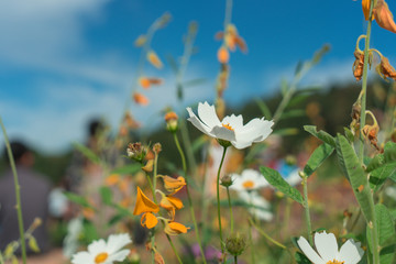 Beautiful flowers with sky as the background at Mon Jam,Chiang Mai,Thailand.