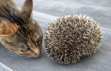 le hérisson et le chat curieux © Patryssia