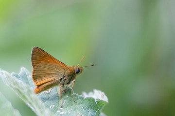 papillon