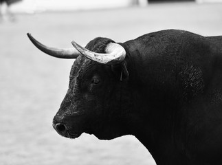 toro en españa