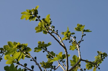 Fig