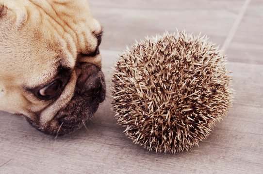 h&eacute;risson et chien curieux