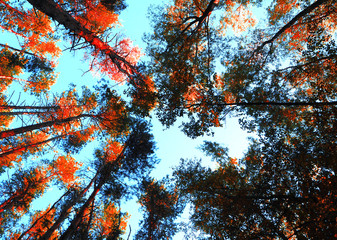 Tops and crowns of autumn pine and blue sky