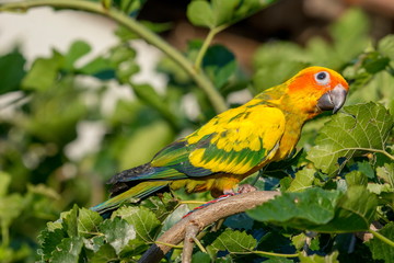 A beautiful parrot on a branch