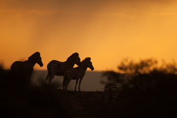 Fototapeta na wymiar Zebra sunset silouhette