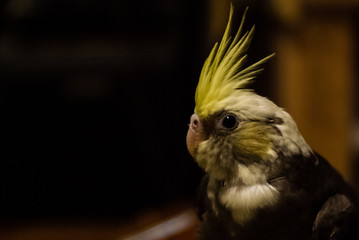 Head of Cockatoo on blurred background.