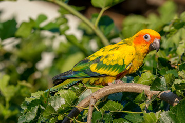 A beautiful parrot on a branch