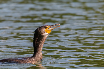 cormoran