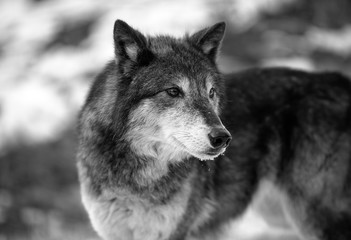 Alpha Wolf Portrait