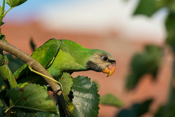A beautiful parrot on a branch