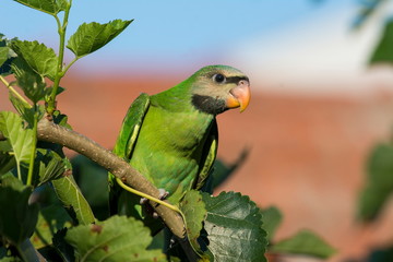 A beautiful parrot on a branch