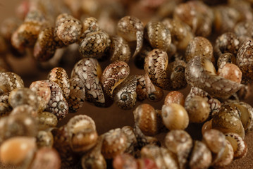 artesania de concha , Miramar , Cd. Madero Tamaulipas