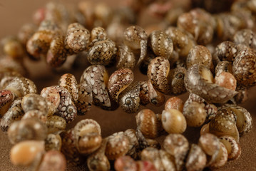 artesania de concha , Miramar , Cd. Madero Tamaulipas