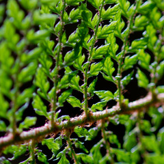 Abstract of vibrant green fern frond leaves backlit against a black background 