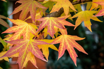Autumn red, yellow, gold and green leaves Liquidambar styraciflua, Amber tree. A close-up of leaf in focus against a background of blurry leaves. Nature concept for design