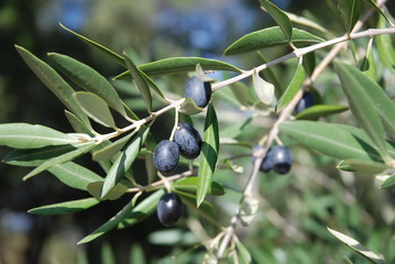 Olive tree in Provence