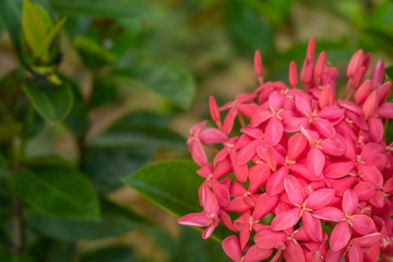 Close-up pink Ixora coccinea flowers.