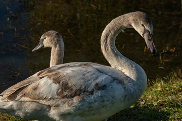 The family of white swans Cygnus olor sits on the grass of a lake in Goryachiy Klyuch. Krasnodar region. Nature concept for design