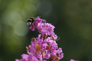 Biene im Anflug auf Blume