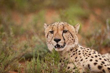 Cheetah Portrait