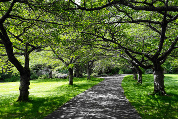 Fototapeta premium Beautiful green trees with black and white effect from Stanley Park, Vancouver, British Columbia