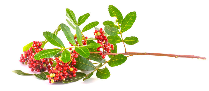  Pink Pepper' branch also called "Brazil Pepper" isolated over white background