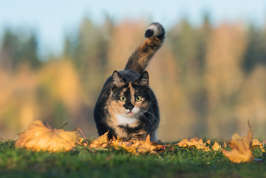 Funny cat hunting in autumn