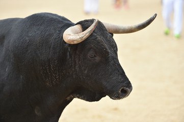 toro en españa