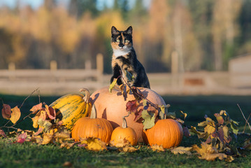Cat with a pumpkins in autumn
