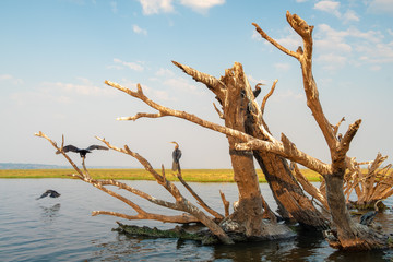 Schlangenhalsvögel bevölkern einen toten Baum im Chobe River, Chobe Nationalpark, Botswana