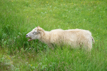 Schaf auf grüner Wiese im Hengill Geothermalgebiet / Süd-West-Island 