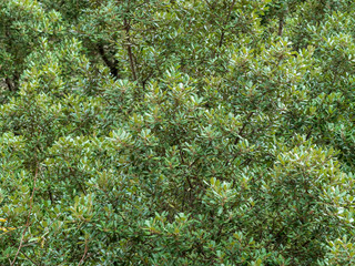 Quercus ilex - Le chêne vert ou le chêne faux houx des garrigues de Provence.
