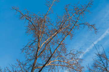 A light brown tree poplar without leaves is on a blue sky background with a group of blurred white...