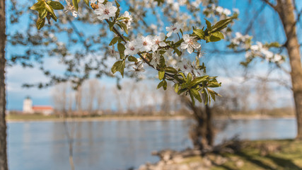 Beautiful reflections near Thundorf - Danube - Bavaria - Germany