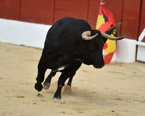 toro español corriendo en plaza de toros