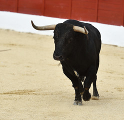 toro en españa