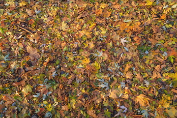 autumn leaves