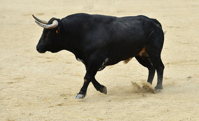 toro español corriendo en plaza de toros