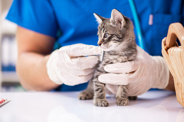 Vet doctor examining kittens in animal hospital - obrazy, fototapety, plakaty