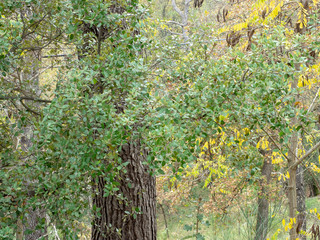 Quercus ilex - Feuillage vert foncé, dentées et épineuses du chêne vert ressemblant aux feuilles de houx.