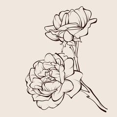 Vintage flower bouquet. Vector drawing. Sketch rose flower.