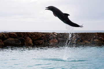 Delfin